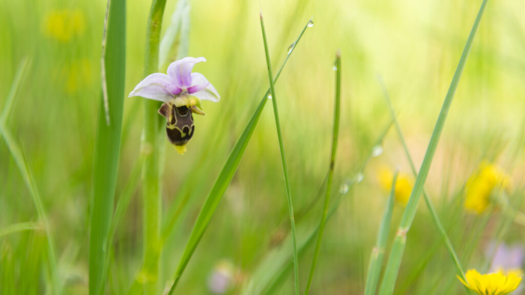 Orchidée en Ardèche