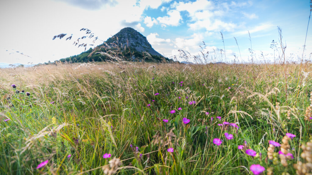 Mont Gerbier de Jonc en fleurs