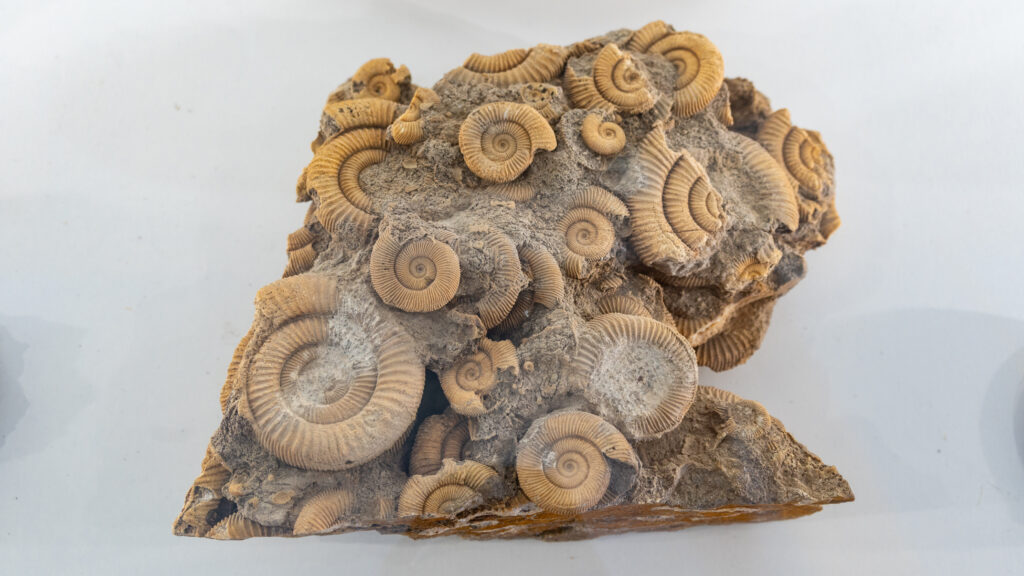 Fossile d'ammonites en Ardèche 