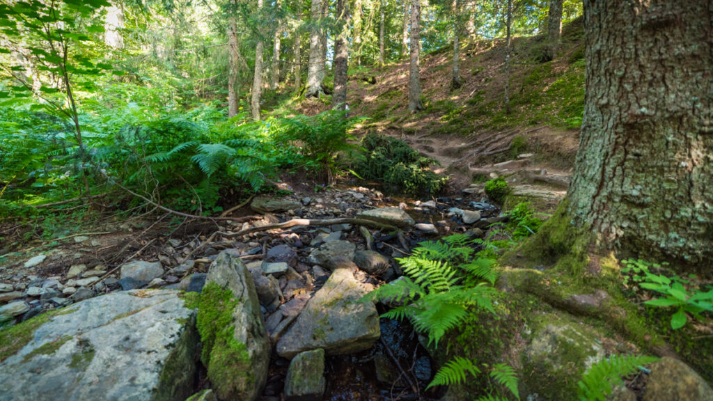 Sources de la loire marécages