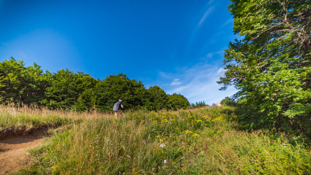 Sentier des sources de la Loire dans les champs fleuris du Mont Gerbier de Jonc