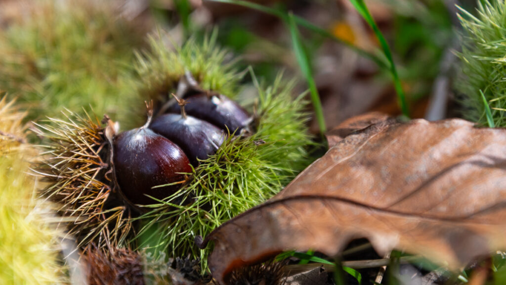 Chataigne d'Ardèche castagnades vacances de la toussaint en automne