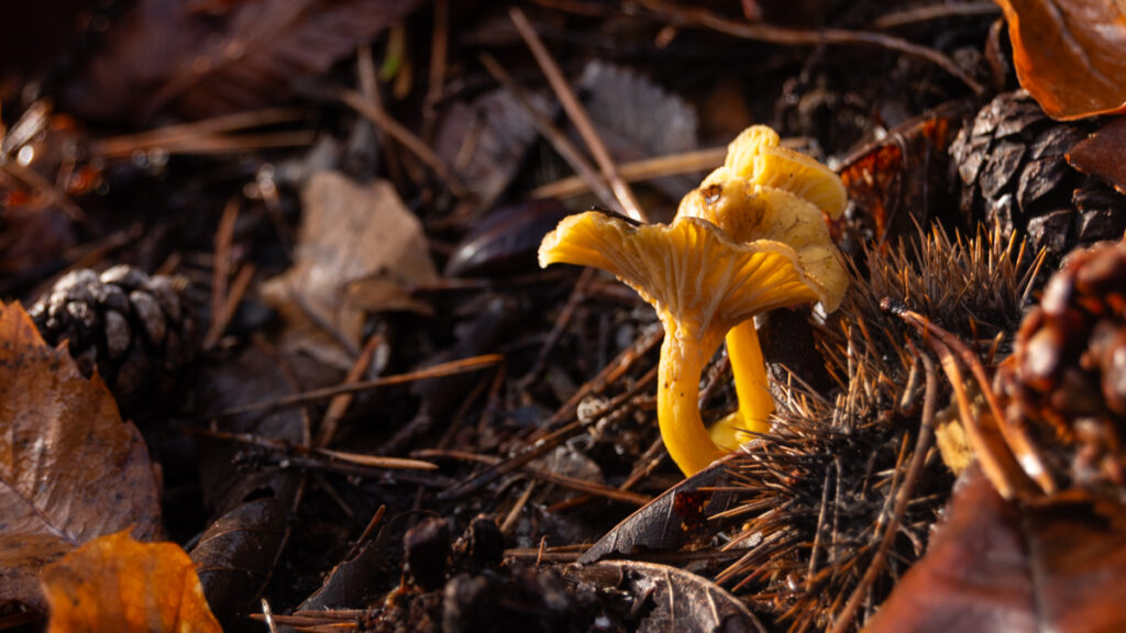 Girolles en ardèche