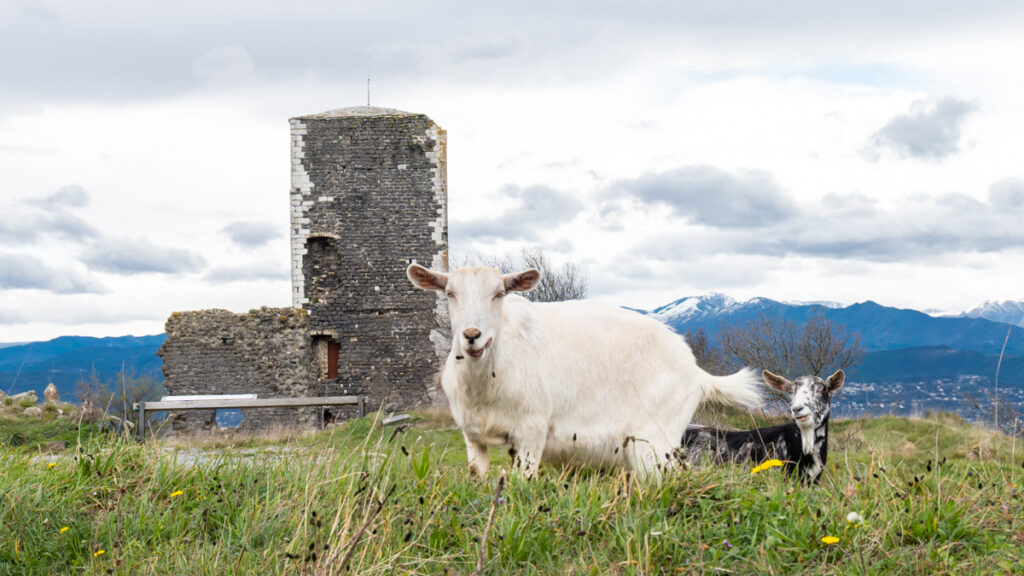 Mirabel en Ardèche et ses chèvres en liberté