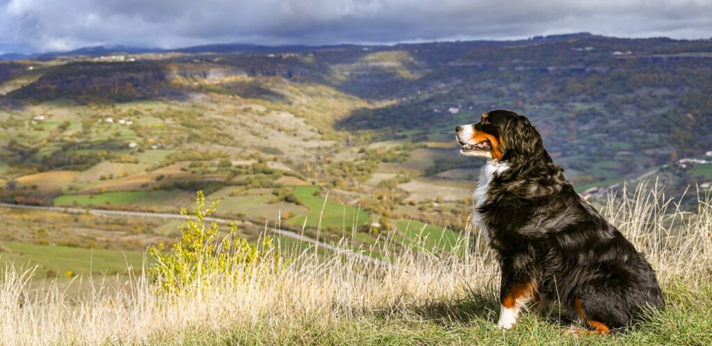 Randonnée avec son chien en Ardèche vacances