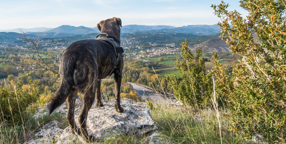 Visiter l'Ardèche avec son chien
