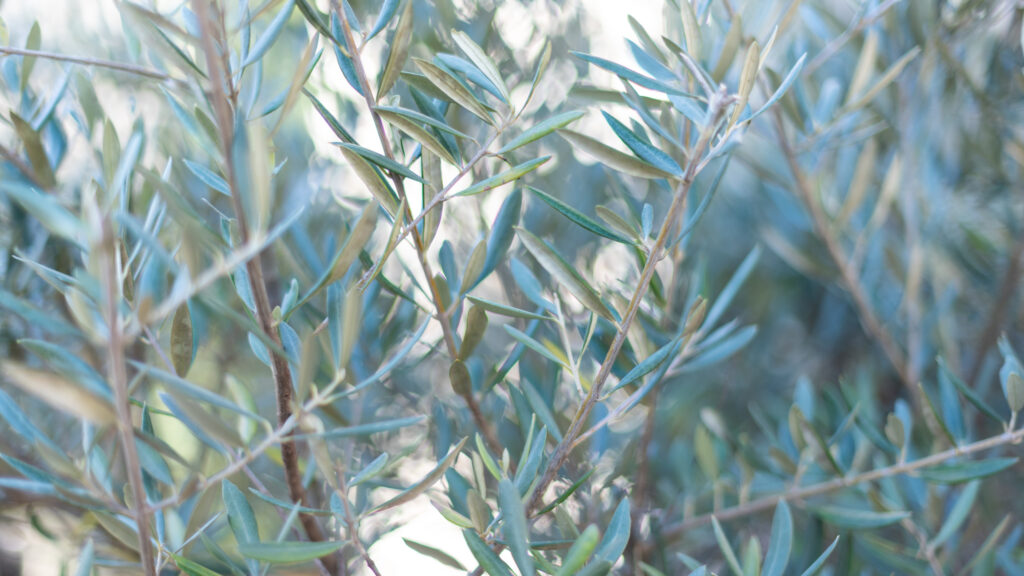 Jardin botanique en Ardèche à Ruoms