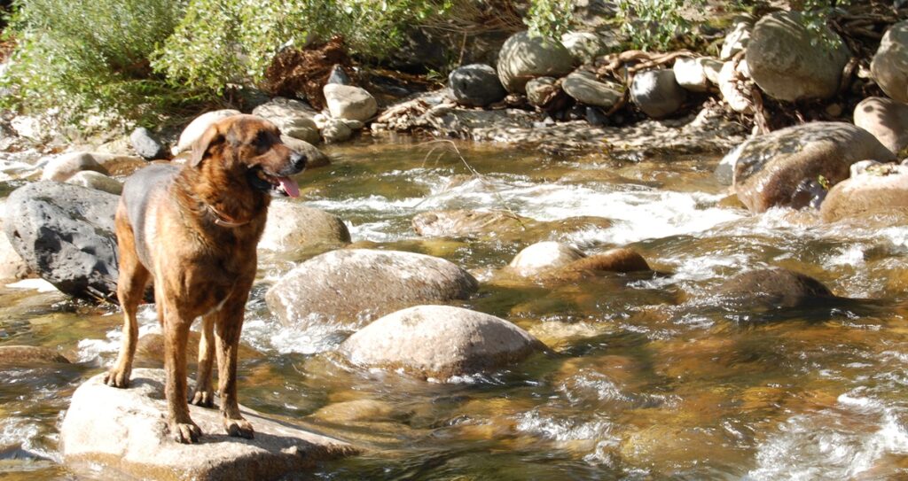 Baignade en Ardèche avec son chien