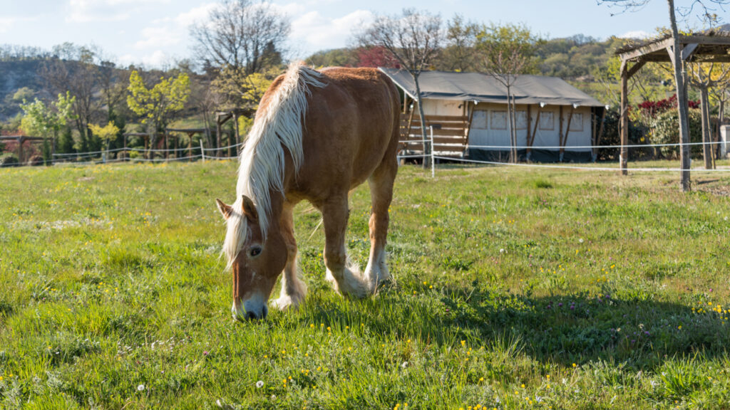 Camping écologique en Ardèche