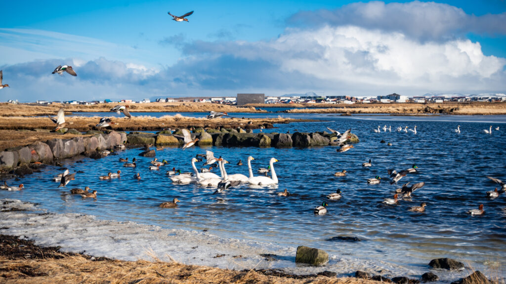 Séjour islande Keflavik