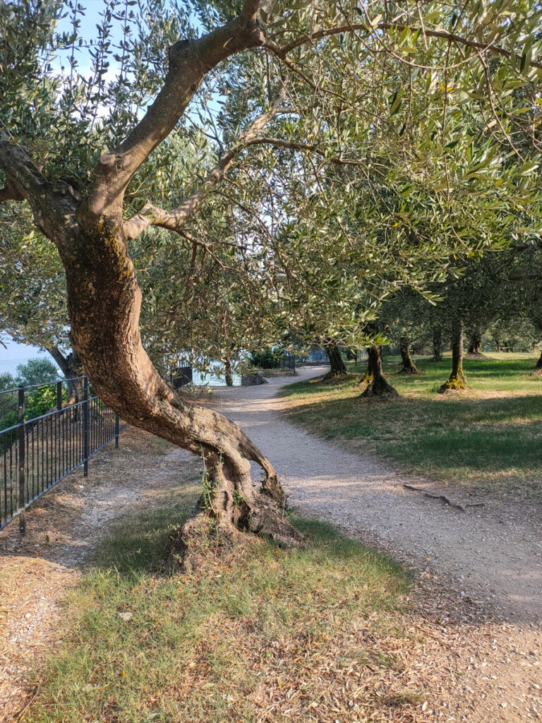 grottes de catulle sirmione visite en famille oliviers